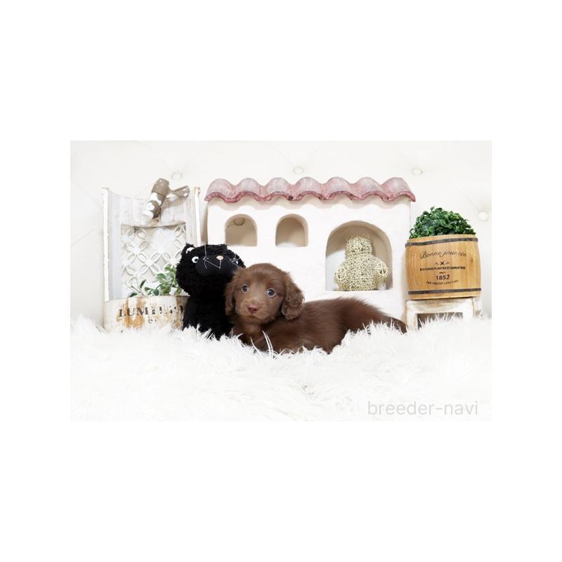 販売中の佐賀県のカニンヘンダックスフンド(ロングヘアード)-450533の5枚目