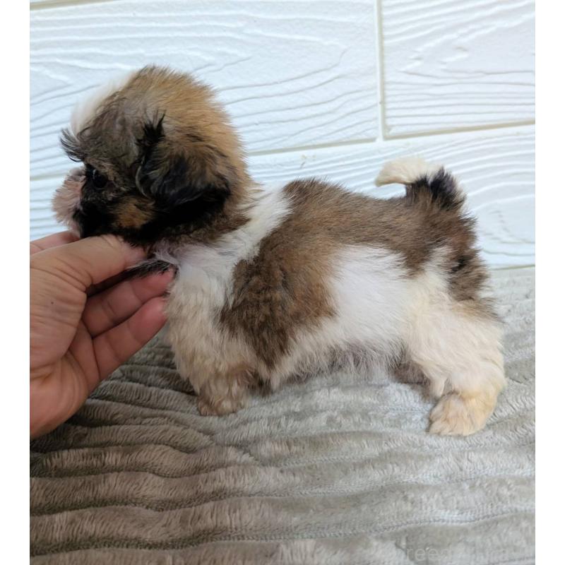 販売中の宮崎県のシーズー-450535の4枚目