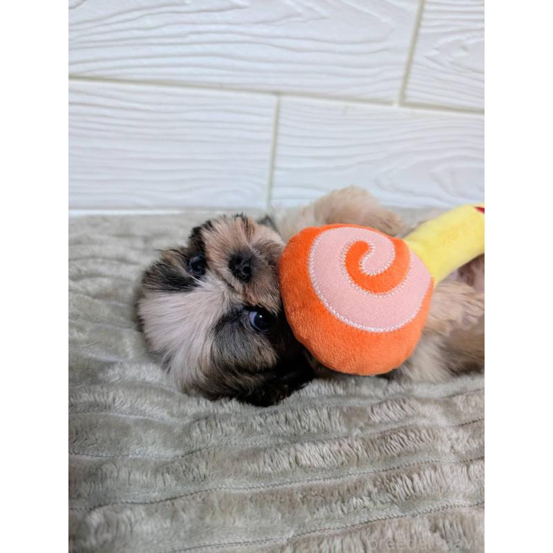 販売中の宮崎県のシーズー-450535の3枚目