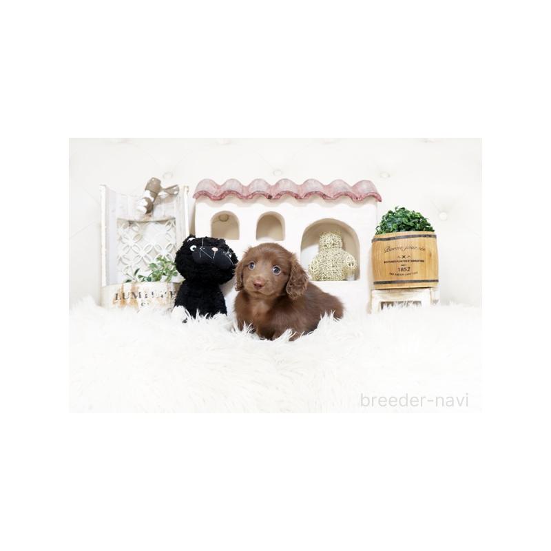 販売中の佐賀県のカニンヘンダックスフンド(ロングヘアード)-450533の4枚目