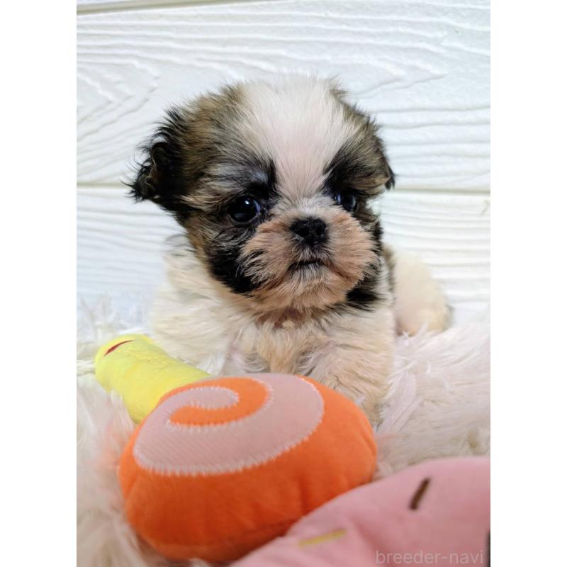 販売中の宮崎県のシーズー-450535の2枚目