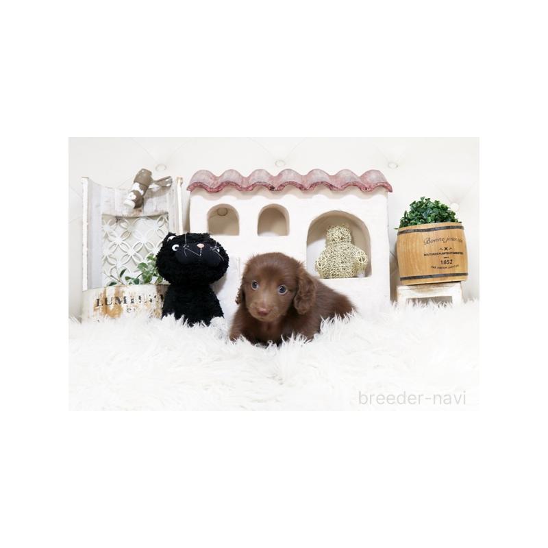 販売中の佐賀県のカニンヘンダックスフンド(ロングヘアード)-450533の3枚目