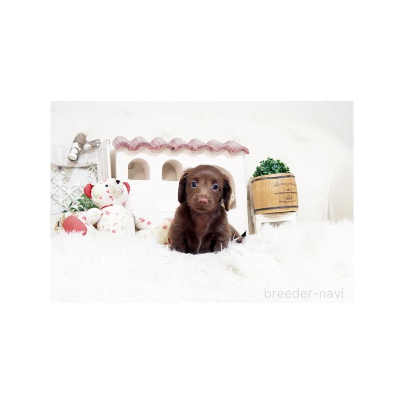 販売中の佐賀県のカニンヘンダックスフンド(ロングヘアード)-450534の4枚目