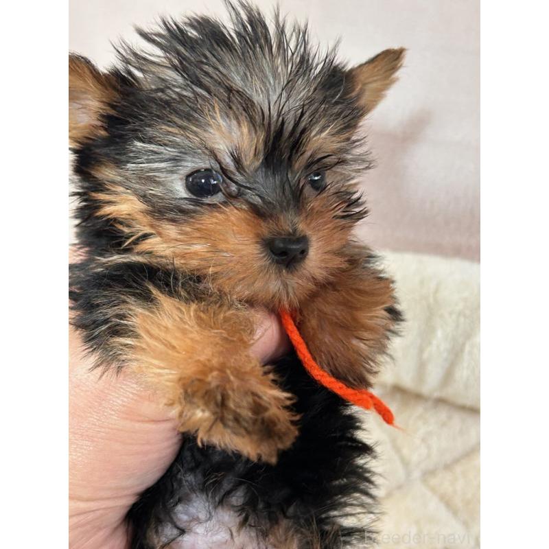 販売中の鹿児島県のヨークシャーテリア-440662の4枚目