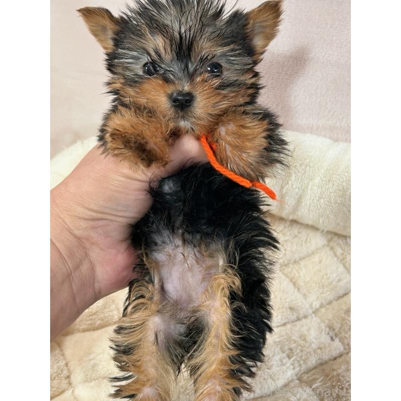 販売中の鹿児島県のヨークシャーテリア-440662の3枚目