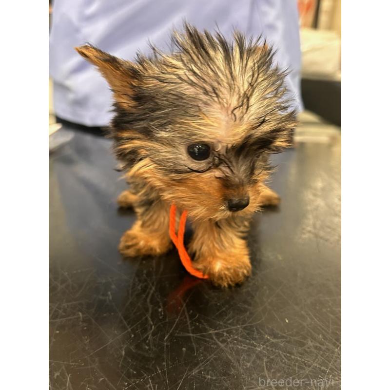 販売中の鹿児島県のヨークシャーテリア-440662の2枚目