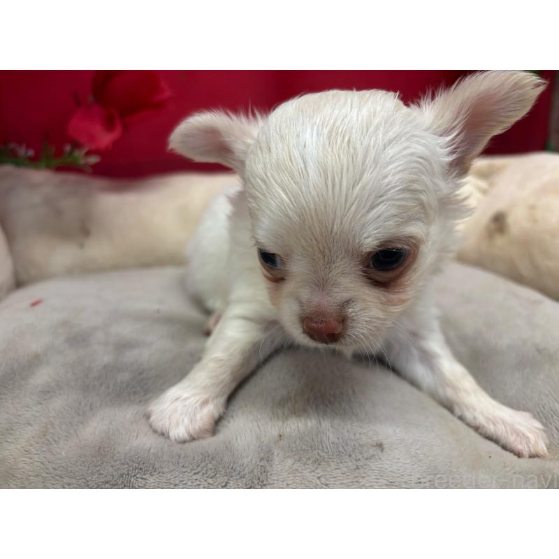 販売中の愛知県のチワワ(ロングコート)-450538の1枚目