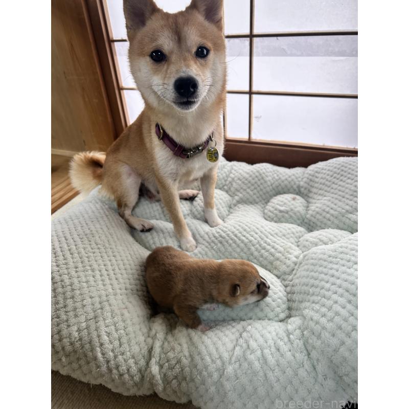 販売中の島根県の豆柴-450541の2枚目