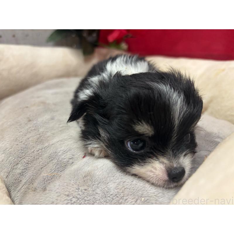 販売中の愛知県のチワワ(ロングコート)-450539