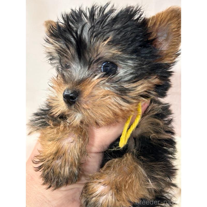 販売中の鹿児島県のヨークシャーテリア-440667の5枚目