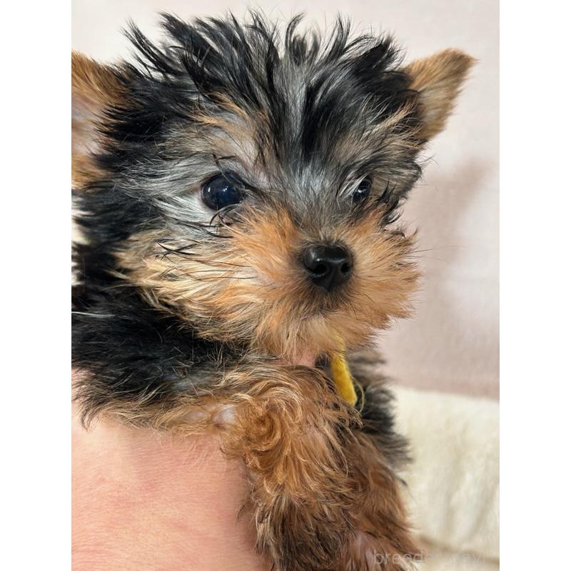 販売中の鹿児島県のヨークシャーテリア-440667の4枚目