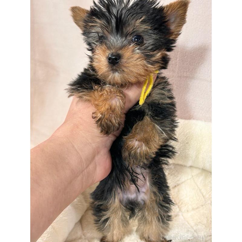 販売中の鹿児島県のヨークシャーテリア-440667の3枚目