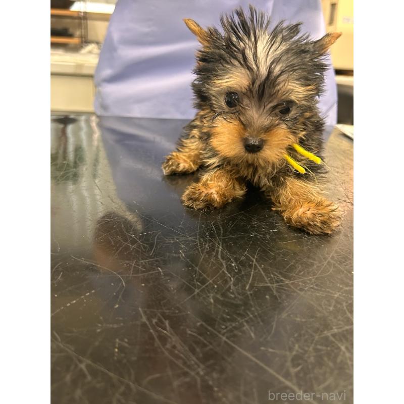 販売中の鹿児島県のヨークシャーテリア-440667の2枚目