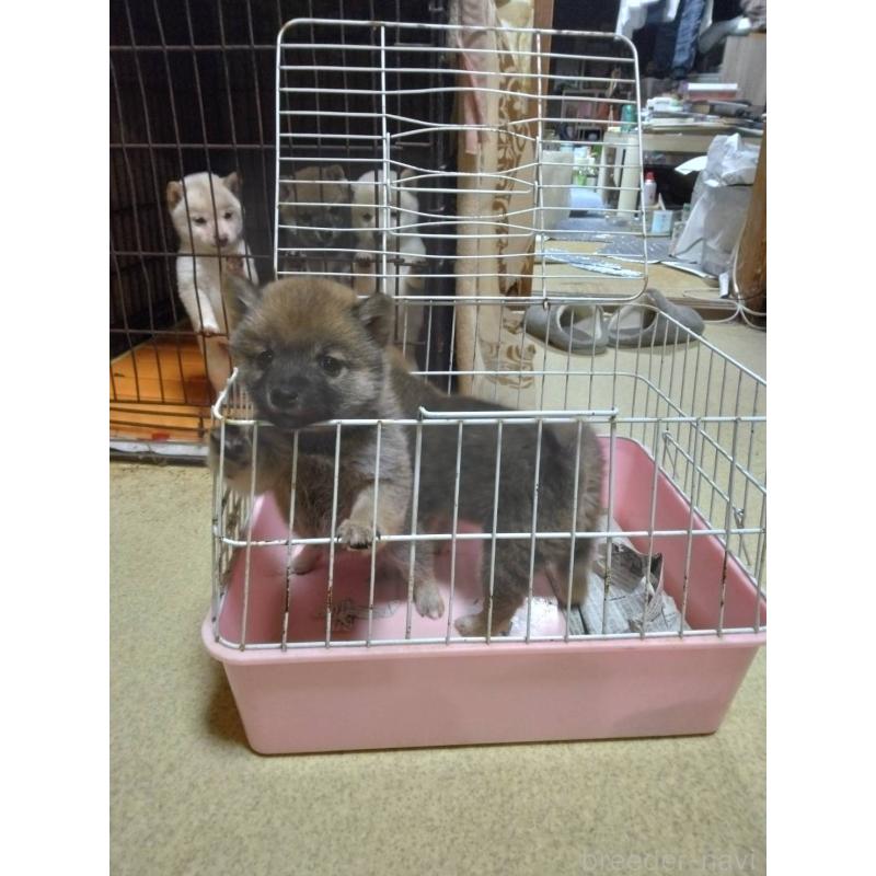 販売中の福岡県の豆柴-450540の4枚目