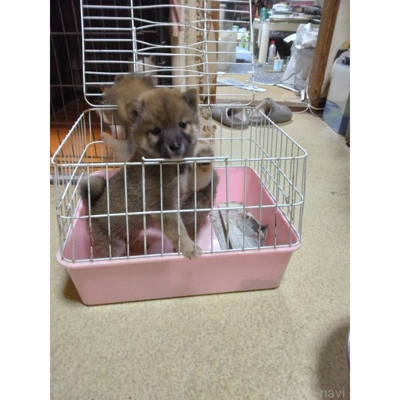 販売中の福岡県の豆柴-450540の3枚目