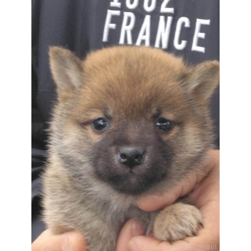 販売中の福岡県の豆柴-450540の1枚目