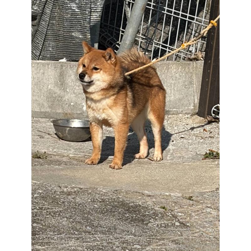 販売中の福岡県の豆柴-450540の2枚目