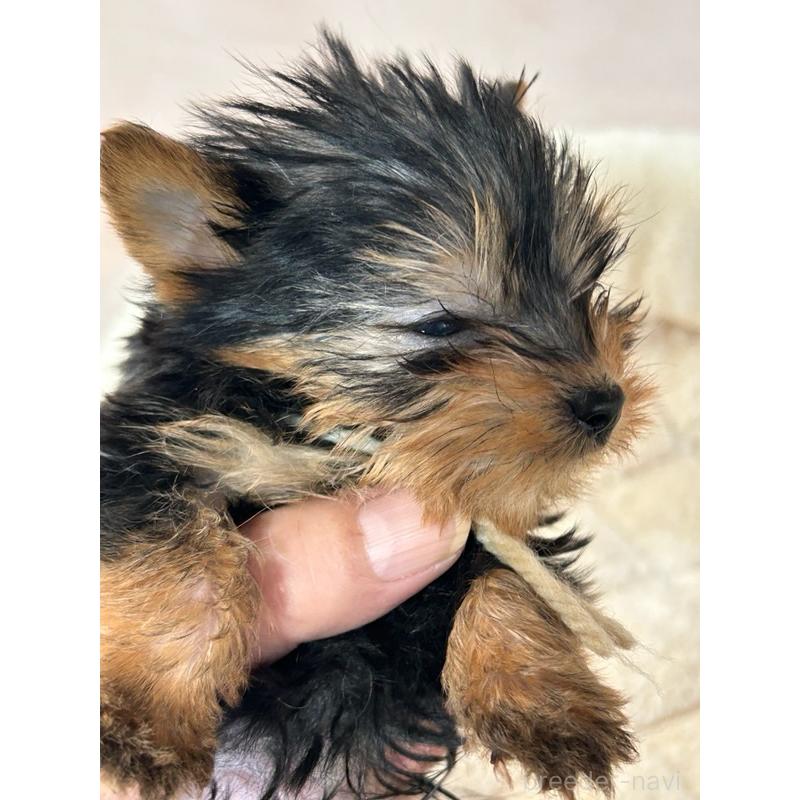 販売中の鹿児島県のヨークシャーテリア-440669の5枚目