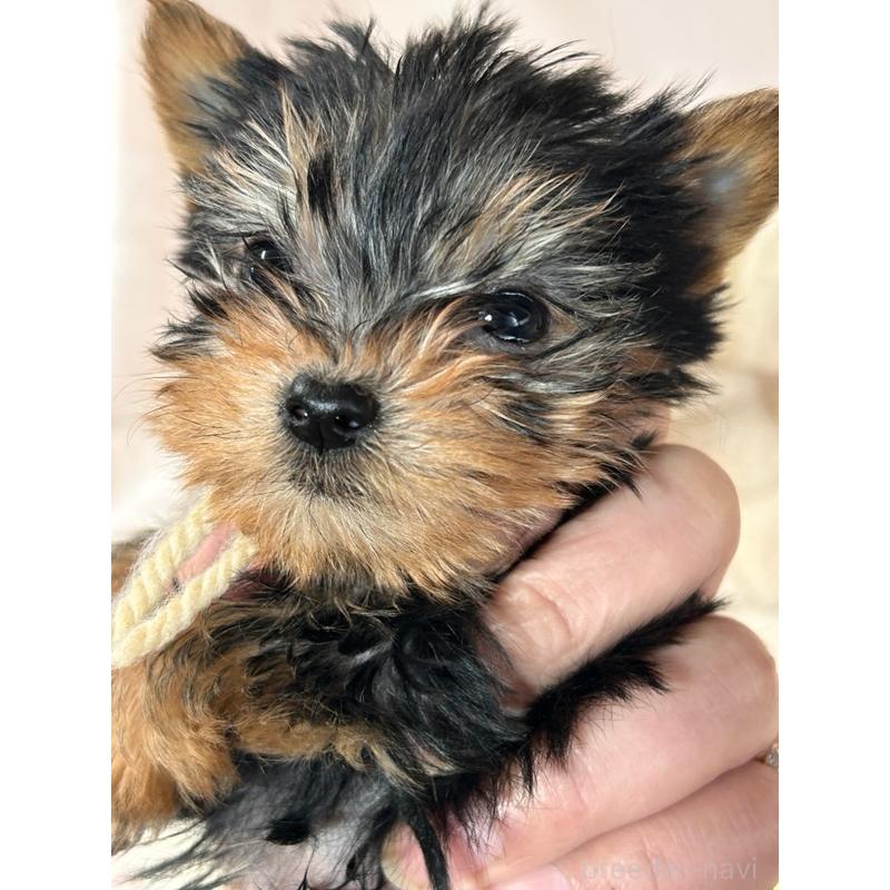 販売中の鹿児島県のヨークシャーテリア-440669の4枚目