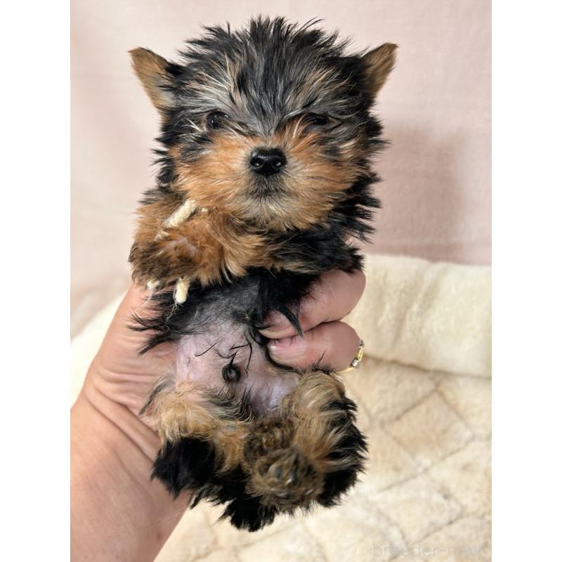 販売中の鹿児島県のヨークシャーテリア-440669の3枚目