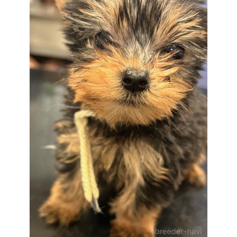 販売中の鹿児島県のヨークシャーテリア-440669の2枚目