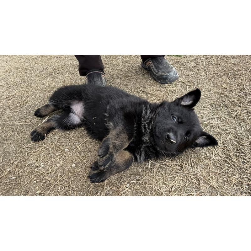 販売中の福岡県のジャーマンシェパードドッグ-450548の7枚目