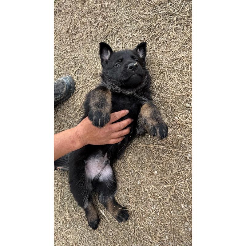 販売中の福岡県のジャーマンシェパードドッグ-450548の6枚目