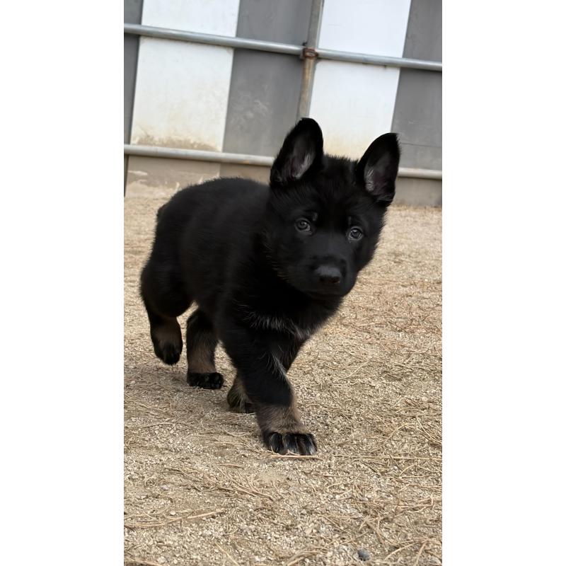 販売中の福岡県のジャーマンシェパードドッグ-450548の1枚目