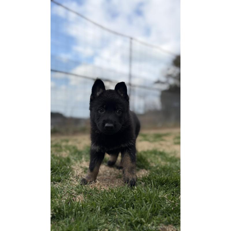 販売中の福岡県のジャーマンシェパードドッグ-450548の5枚目