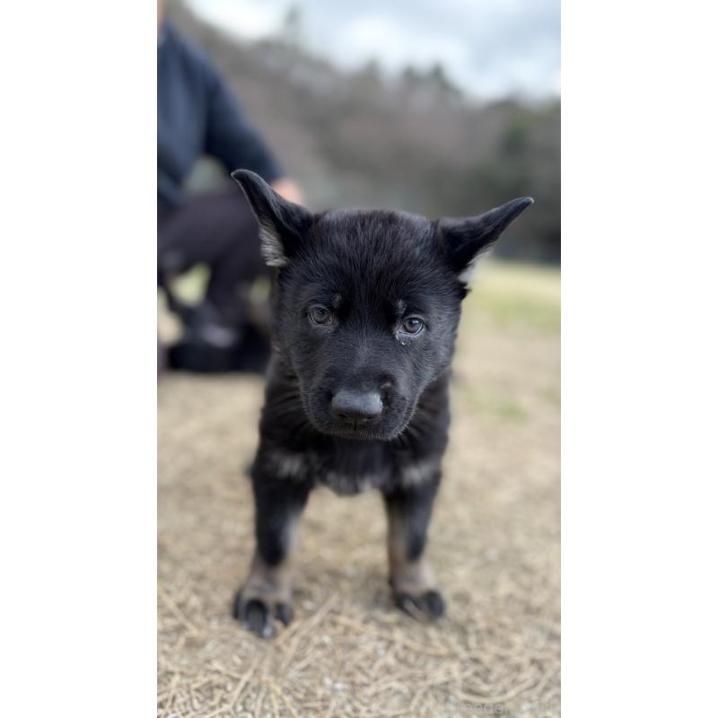 販売中の福岡県のジャーマンシェパードドッグ-450548の4枚目