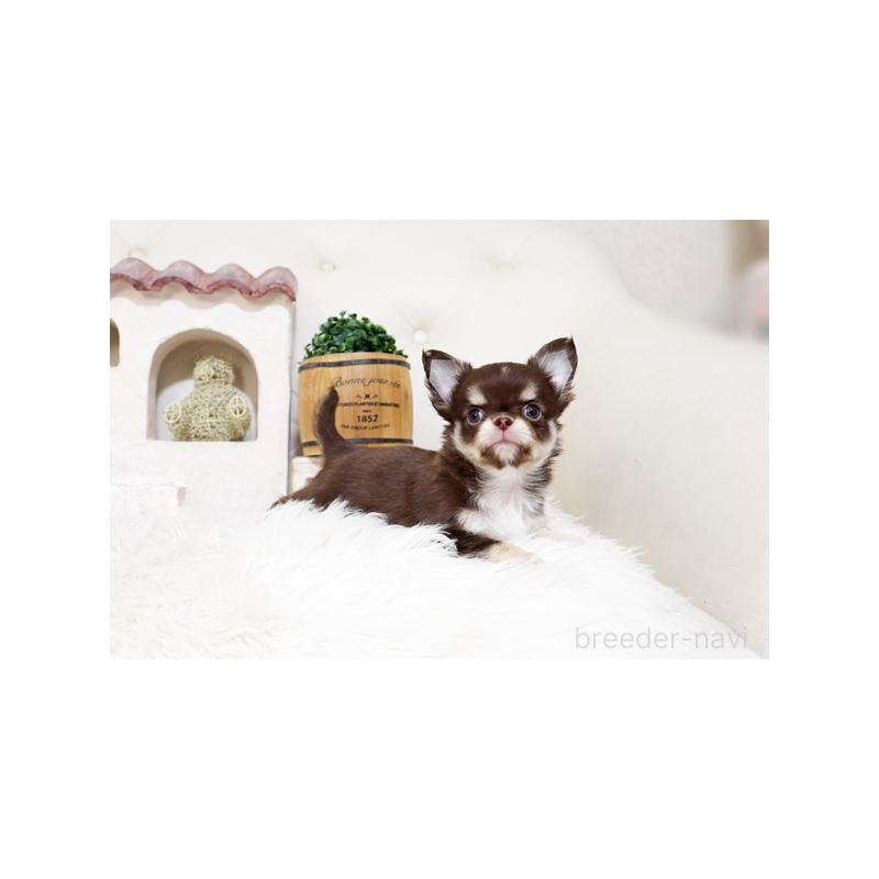 販売中の佐賀県のチワワ(ロングコート)-450542の5枚目