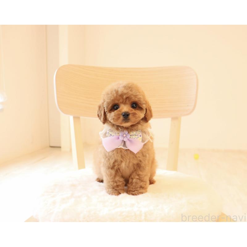 販売中の岡山県のタイニープードル-450546の1枚目