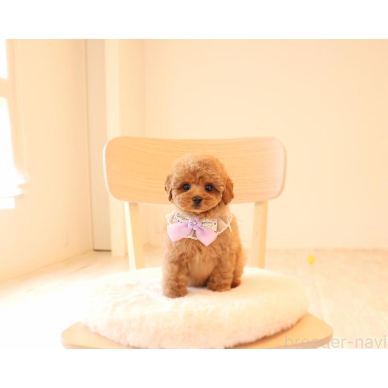 販売中の岡山県のタイニープードル-450546の5枚目