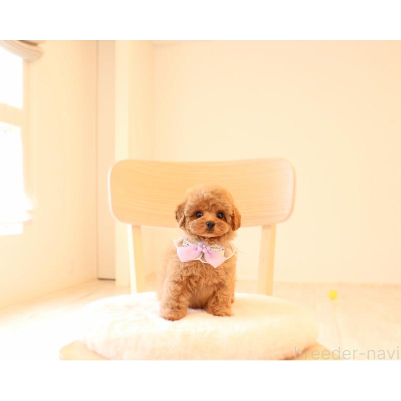 販売中の岡山県のタイニープードル-450546の3枚目
