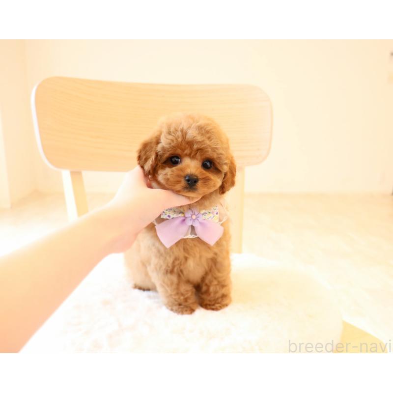 販売中の岡山県のタイニープードル-450546の2枚目