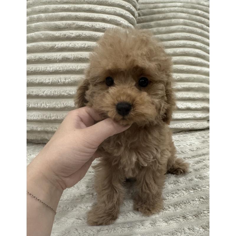 販売中の三重県のタイニープードル-440568の1枚目