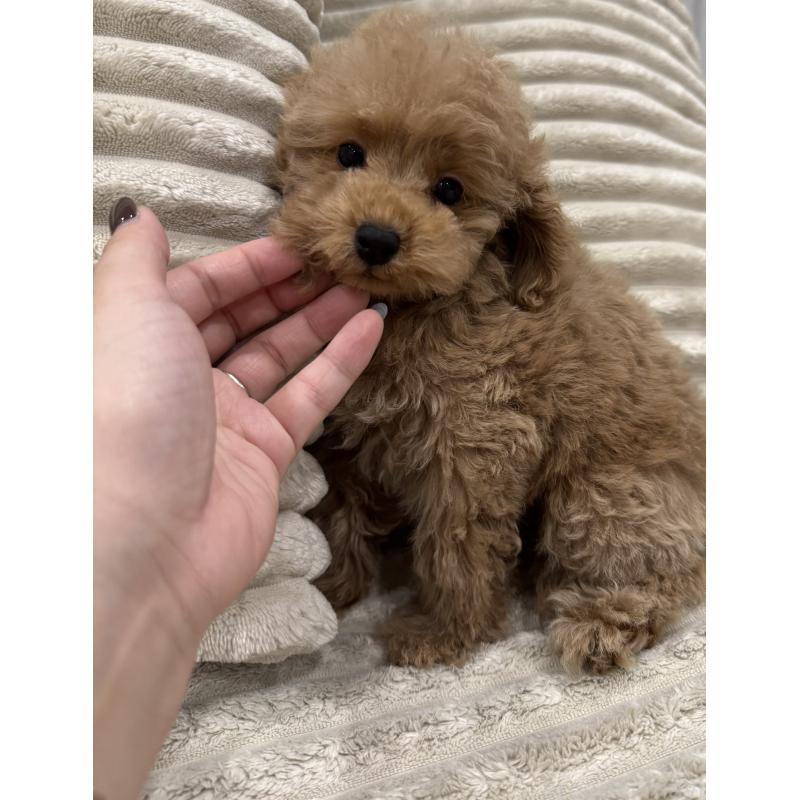 販売中の三重県のタイニープードル-440568の7枚目