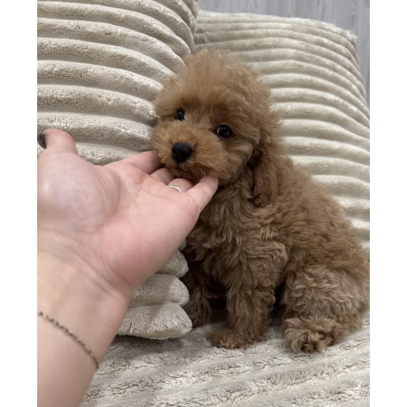 販売中の三重県のタイニープードル-440568の6枚目