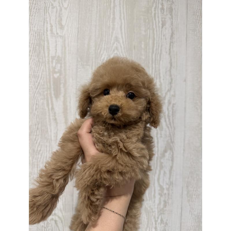 販売中の三重県のタイニープードル-440568の5枚目