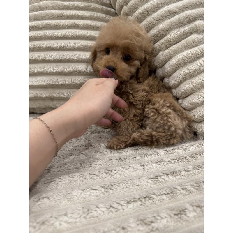 販売中の三重県のタイニープードル-440568の4枚目