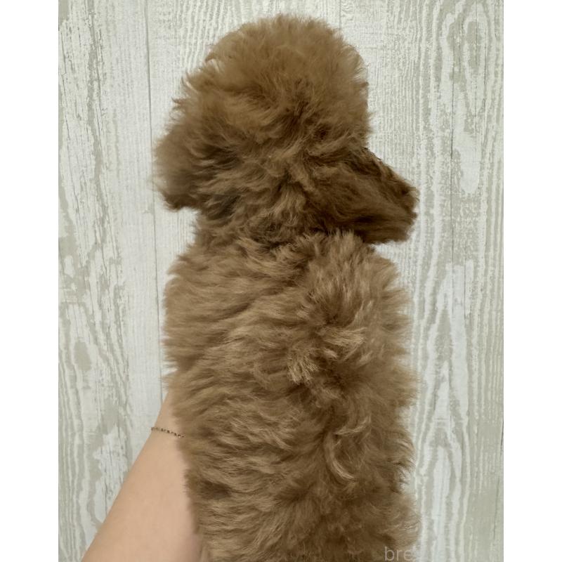 販売中の三重県のタイニープードル-440568の3枚目