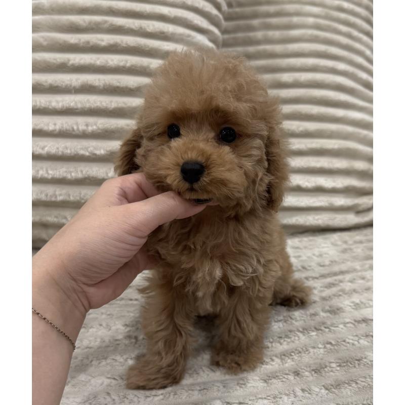 販売中の三重県のタイニープードル-440568の2枚目