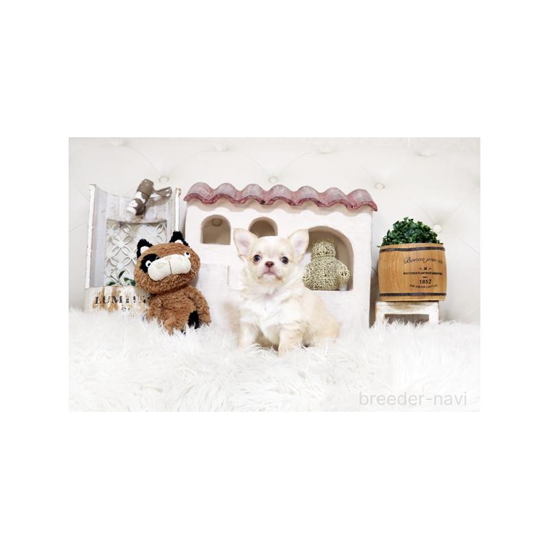 販売中の佐賀県のチワワ(ロングコート)-450543の5枚目