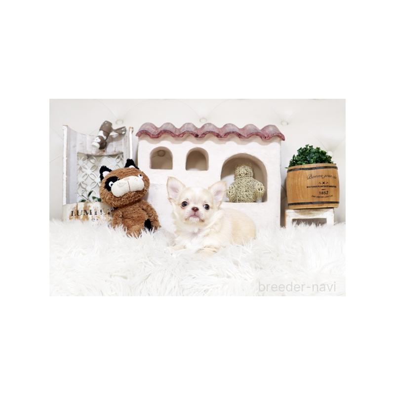 販売中の佐賀県のチワワ(ロングコート)-450543の4枚目