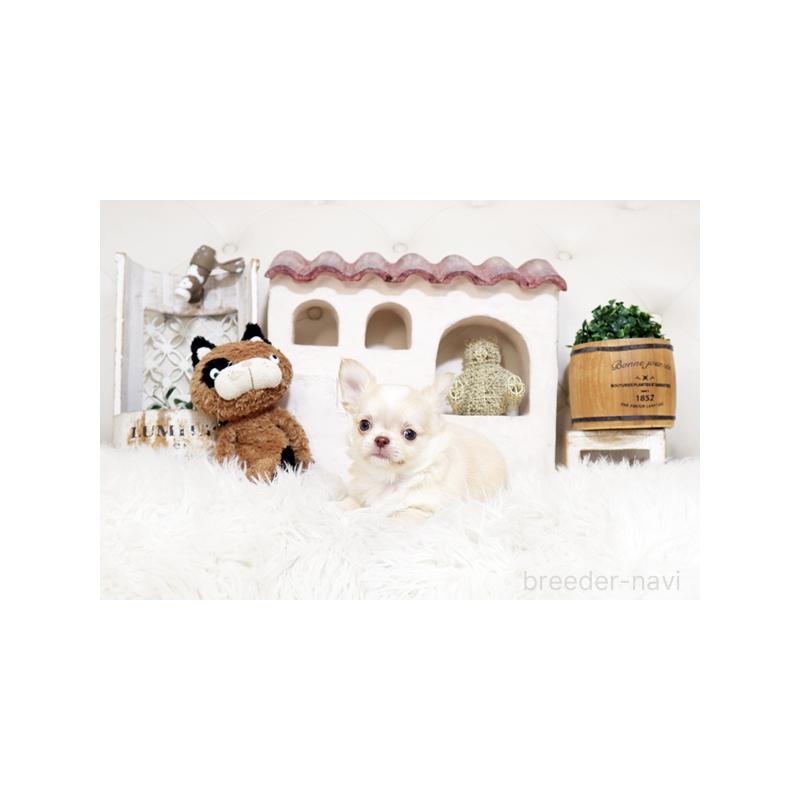 販売中の佐賀県のチワワ(ロングコート)-450543の3枚目