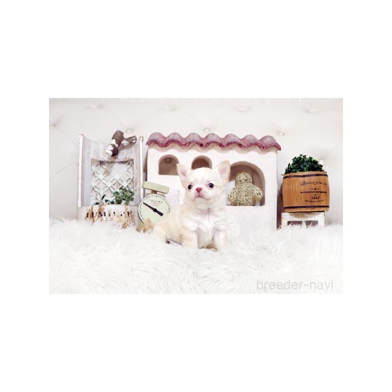 販売中の佐賀県のチワワ(ロングコート)-450544の5枚目