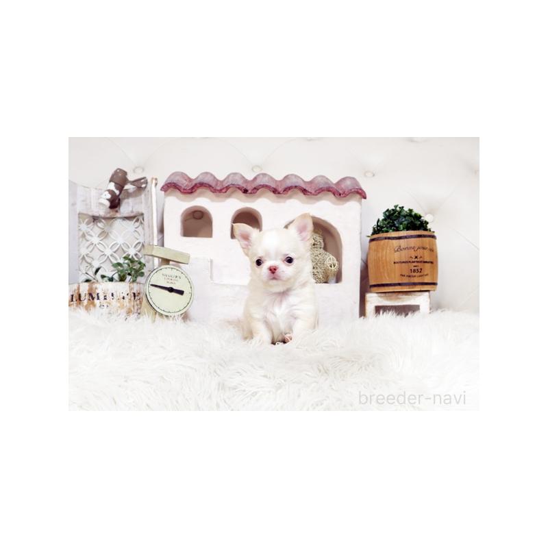 販売中の佐賀県のチワワ(ロングコート)-450544の3枚目