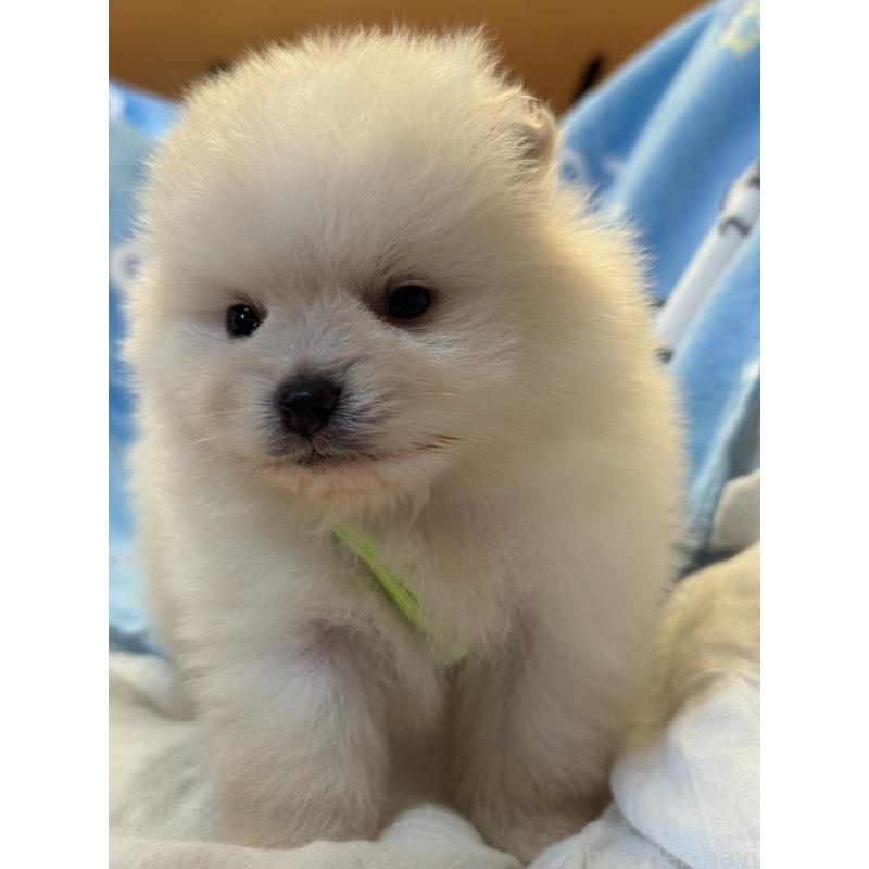 販売中の大分県のポメラニアン-450547の8枚目