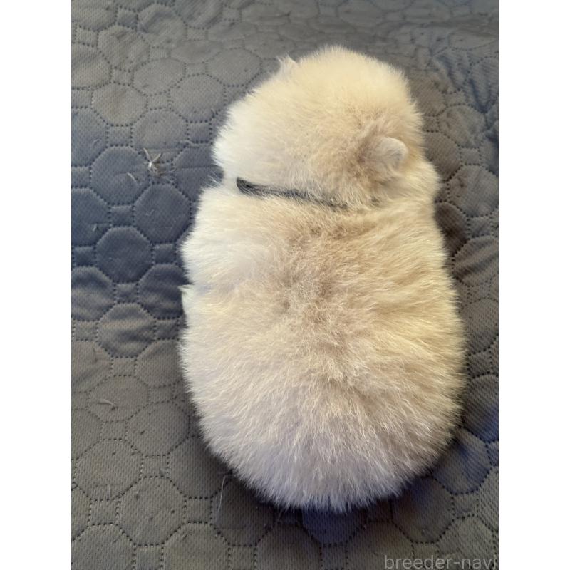 販売中の大分県のポメラニアン-450549の6枚目