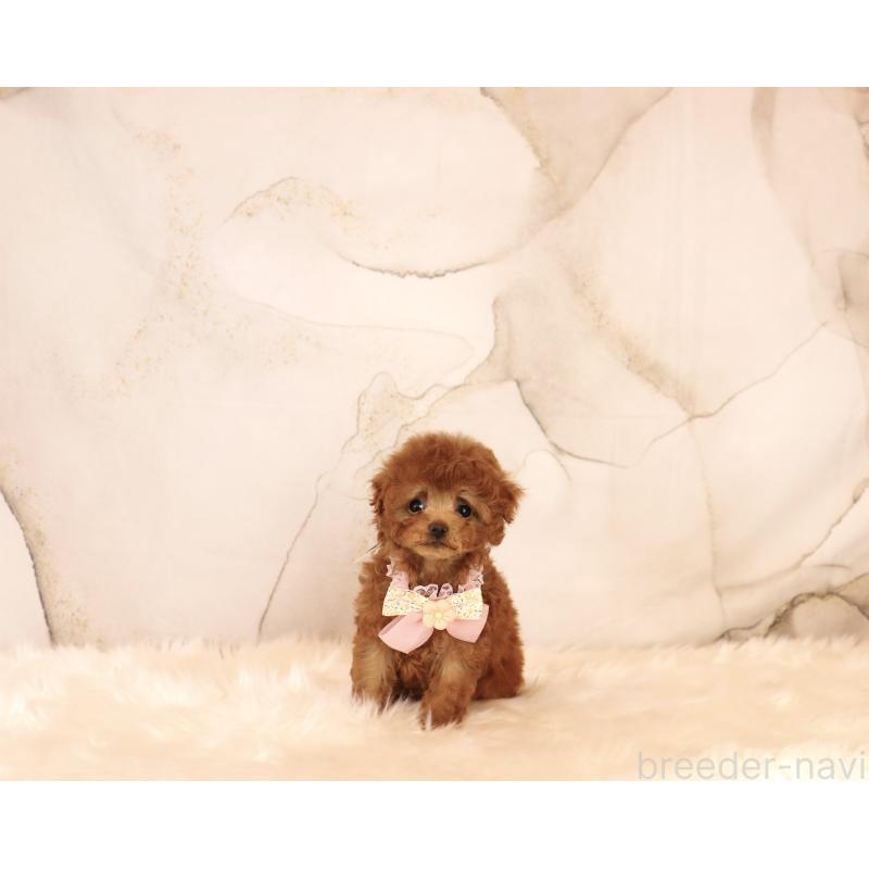 販売中の岡山県のティーカッププードル-450554の3枚目